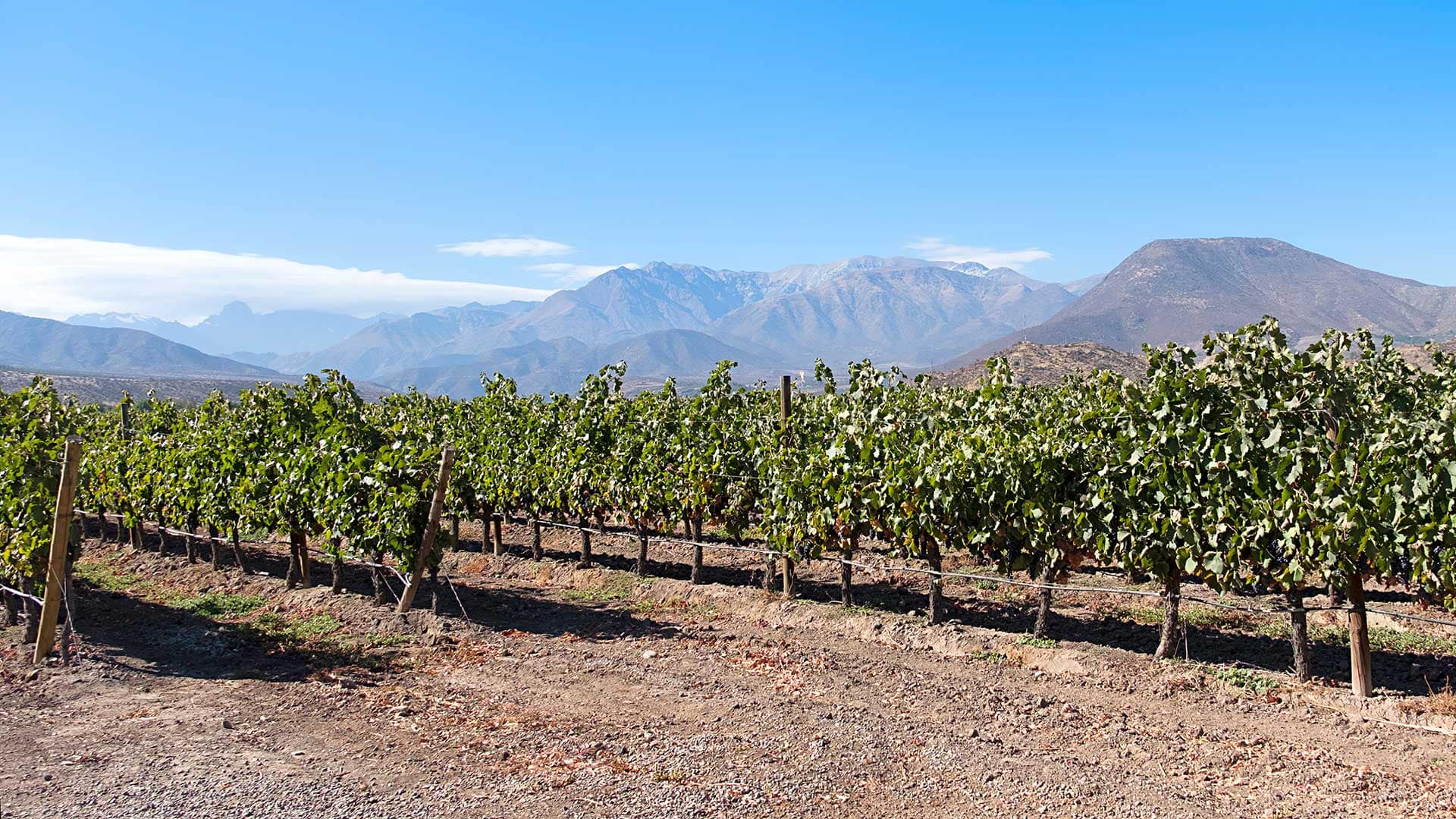 fruit tree orchard